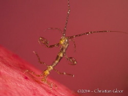 Skeleton shrimp on a soft coral. Slightly photoshopped on... by Christian Gloor 